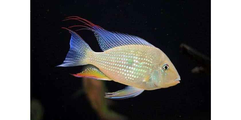 Acarichthys heckelii